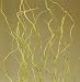 Curly Willow 4 Feet Tall, Package of 12 - Basil Image