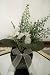 Februrary Birth Month Flower - African Violets - White