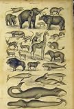 Mammalia C1860 Animated Nature Elephant Shark Whale