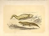 Salamander & Water Eft 1860 Coloured Engraving
