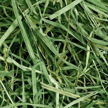 Small Pet Select 12oz 3rd Cutting Timothy Hay