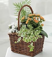 Standard Country Basket