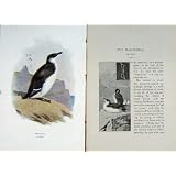 1901 Swaysland Wild Birds Razor-Bill Alea Torda Colour by Original old antique victorian print