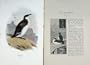 1901 Swaysland Wild Birds Razor-Bill Alea Torda Colour