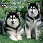 Alaskan Malamutes: 2003