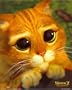 Shrek 2 Movie Poster Puss in Boots Cute Cat Face