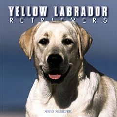 Yellow Labrador Retriever Wall Calendar: 2004