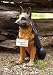 German Shepherd statuary