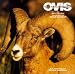 Ovis: North American Wild Sheep