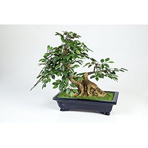 orme artifici a &eacute;t&eacute; ajout&eacute; &agrave; votre panier quantit&eacute; 1 2 3 4 5 6