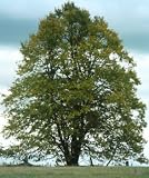 Tilia americana: American Linden or Basswood Seeds