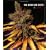 The Good Bud Guide