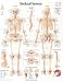 Skeletal System