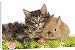 Canvas Prints of LA-5764 Cat - Norwegian Forest kitten and Dwarf Rabbit in studio with flowers from Ardea Wildlife Pets