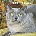   - Burmese Cats 2009 Wall Calendar 12