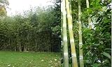 Eigenschaften tropical.garden  / Paket Nr. 14 / 2x Verschiedene Bambussorten (20K Riesenbambus, 5K Wasserbambus)