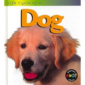 life cycle of a dog (life