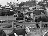 County Fair Scene With Horse and Cow Pen in Foreground Cars and Trailers in Background Photographic Poster Print by H. Armstrong Roberts, 24x32