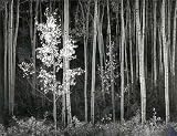 Ansel Adams at 100: A Postcard Folio Books