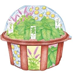 Grow your own Tea House - Plant Dome Kit by DuneCraft