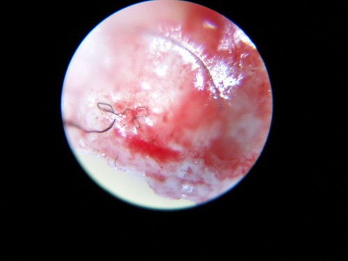 My First Lab Duo-Scope Microscope