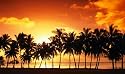 LARGE CANVAS ART  PALM TREES IN THE SUNSET READY TO HANG 34 X 20 INCHES