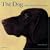 The Dog: 5000 Years of the Dog in Art