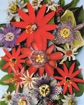Passion Fruits of the World - 15 Seeds
