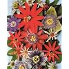 Passion Fruits of the World 15 Seeds-Assorted Varieties