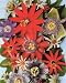Passion Fruits of the World 15 Seeds-Assorted Varieties