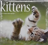 2013 Kittens 16 Month Wall Calendar 12 x 11