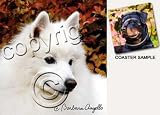 American Eskimo Dog Drink Coasters
