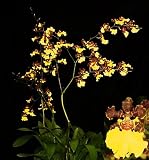 Oncidium Sweet Ears, an easy to grow beginner orchid