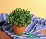 Garden Greeting: Good Luck Clover Seeds