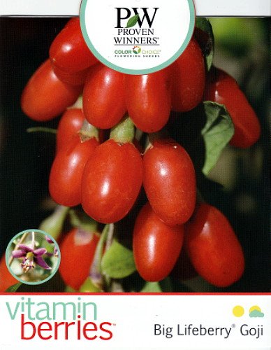 Big Lifeberry® Goji Berry' Plant - Lycium - The Super Fruit - 1 Quart Pot