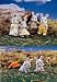 Calico Critters Cottontail Bunny Rabbit Family 6 Figures Set