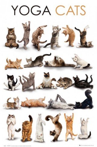 Yoga - Cats - Maxi Poster - 61 cm x 91.5 cm
