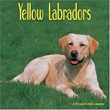 Yellow Labradors 2008 Wall Calendar