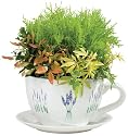 Lifestyle Products, Lavender Tea Cup & Saucer Planter, 16.5 x 33.5 x 25.5 cm