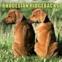 Rhodesian Ridgebacks 2004 Calendar