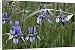 Canvas Prints of WAT-10588 Siberian Iris from Ardea Wildlife Pets