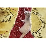 Marshall Pirate Net for Ferrets