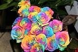 1 Dozen Real Rainbow Roses from Holland