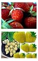 50 Rare RED + 50 Exotic Yellow Wonder Alpine Strawberry Seeds