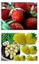 50 Rare RED + 50 Exotic Yellow Wonder Alpine Strawberry Seeds