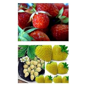 50 Rare RED + 50 Exotic Yellow Wonder Alpine Strawberry Seeds (Free Standard Shipping)