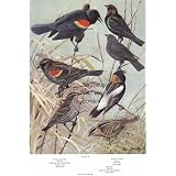 7.5" X 11" Double-Sided 1955 Colour Plate, (American Birds). Oriole, Meadowlark & Eastern Red-Wing, Eastern Cowbird, Bobolink ~ Colour Plate
