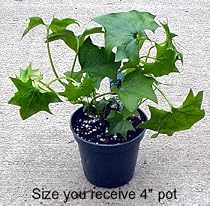 German Ivy Plant