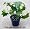 German Ivy Plant