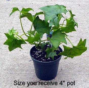 German Ivy Plant